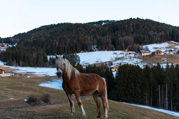At kış dağlarında