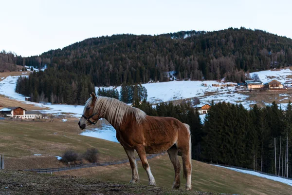 At kış dağlarında