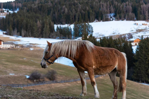 Caballo Las Montañas —  Fotos de Stock