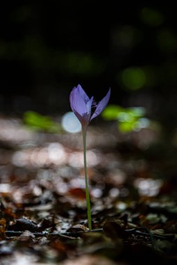 Ormandaki güzel mor krukus
