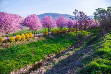 Baharda açan badem ağaçları