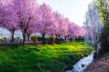 İlkbaharda kiraz çiçeği