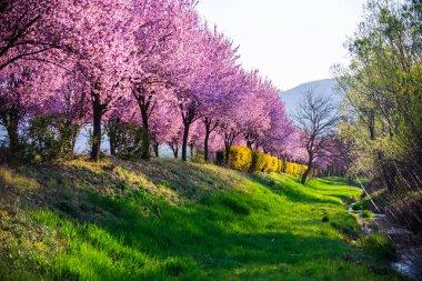 Kiraz çiçekli bahar manzarası