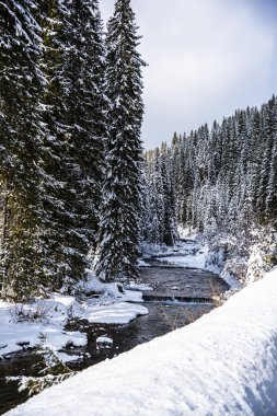 Karla kaplı ağaçlarla kaplı kış manzarası