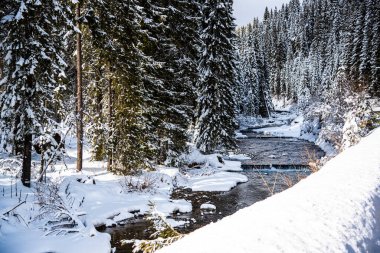Karla kaplı ağaçlarla kaplı kış manzarası