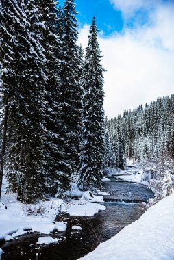Karla kaplı ağaçlarla kaplı kış manzarası