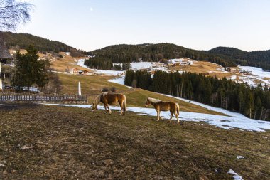 Dağlarda keçi sürüsü