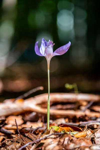 Schöne Lila Krokusse Wald — Stockfoto