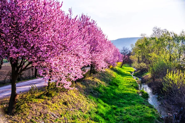 İlkbaharda pembe kiraz çiçeği