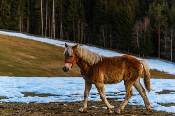 Cheval Dans Champ — Photo