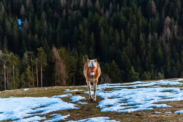 Cheval Dans Prairie — Photo