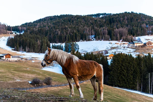 Paard Bergen — Stockfoto