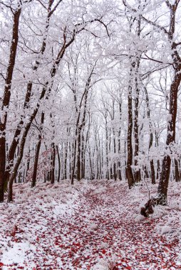 Parktaki kış ormanı