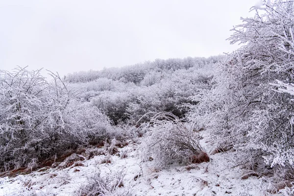 冰雪覆盖的冬季景观 — 图库照片