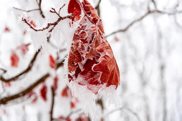 มะส แดงและส ขาวปกคล นไม ในฤด หนาว — ภาพถ่ายสต็อก