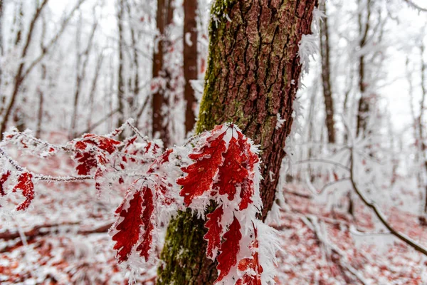 Zimní Les Zasněženými Stromy — Stock fotografie