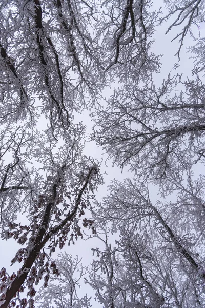 Vinterskog Med Snö — Stockfoto