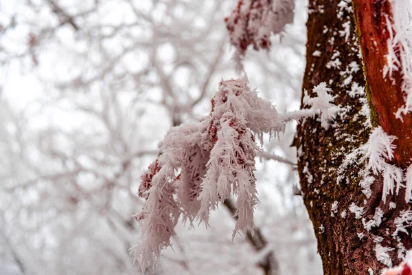 Winterlandschaft Mit Schneebedeckten Bäumen — Stockfoto