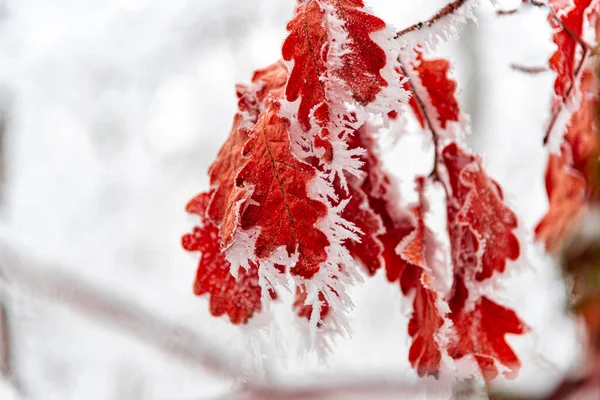 Neve Congelada Inverno Coberta Com Geada Imagens De Bancos De Imagens