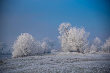 Karla kaplı ağaçlarla kaplı kış manzarası