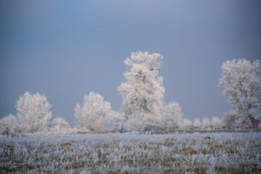 Karla kaplı ağaçlarla kaplı kış manzarası