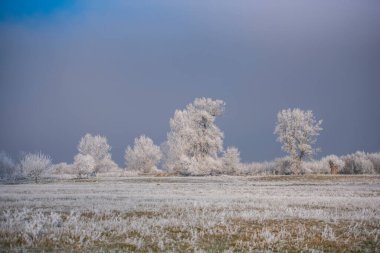 Karla kaplı ağaçlarla kaplı kış manzarası