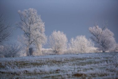 Karla kaplı ağaçlarla kaplı kış manzarası