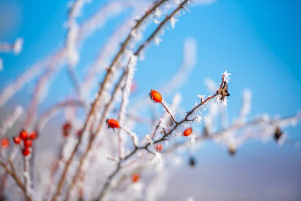 Karla kaplı ağaçlarla kaplı kış manzarası