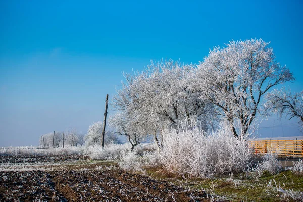 Winterlandschap Met Bomen Sneeuw — Stockfoto