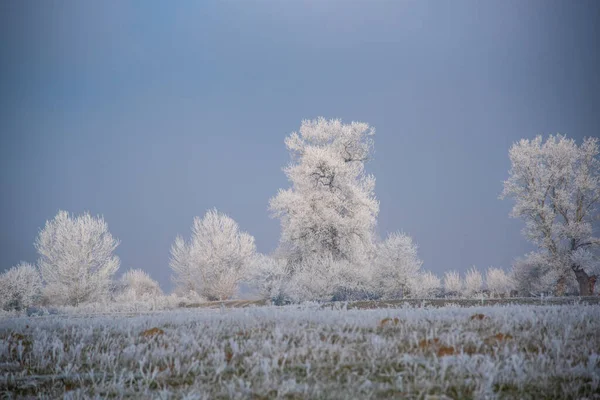 Karla kaplı ağaçlarla kaplı kış manzarası