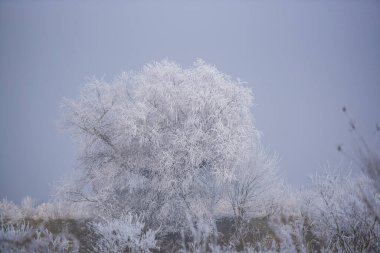 Karla kaplı ağaçlarla kaplı kış manzarası