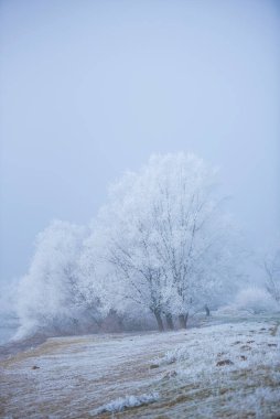 Karla kaplı ağaçlarla kaplı kış manzarası