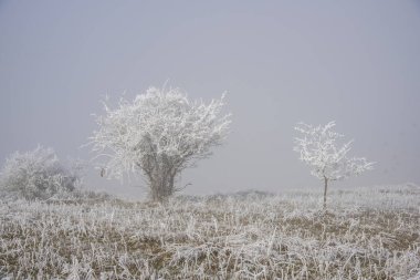 Karla kaplı ağaçlarla kaplı kış manzarası