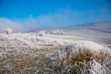 Karla kaplı ağaçlarla kaplı kış manzarası