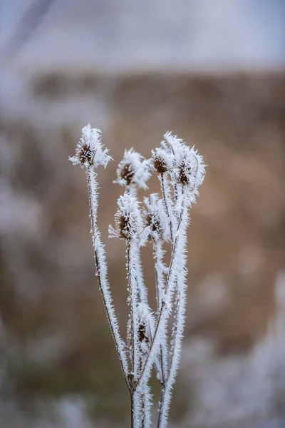 Grama Seca Inverno — Fotografia de Stock