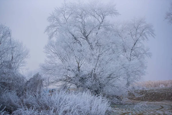 Paisagem Inverno Com Árvores Cobertas Neve — Fotografia de Stock