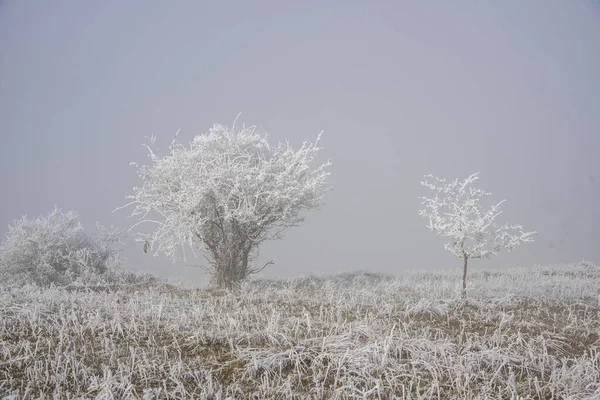 Vinterlandskap Med Snötäckta Träd — Stockfoto