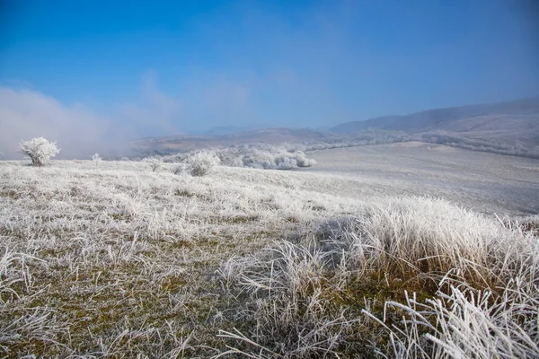 Karla kaplı ağaçlarla kaplı kış manzarası