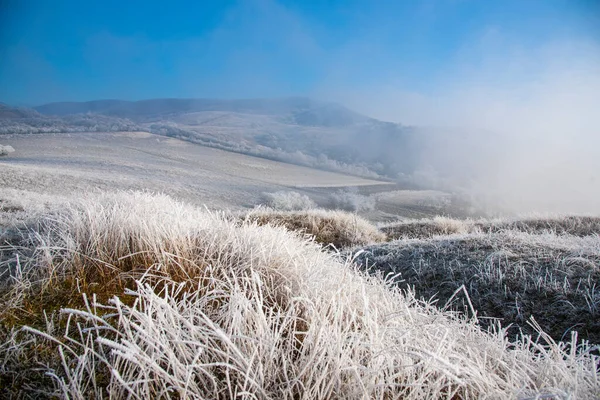 Karla kaplı ağaçlarla kaplı kış manzarası