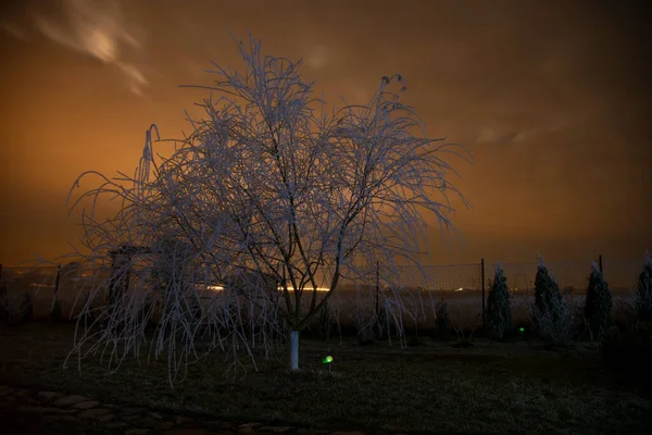 night view of the moon and trees in the evening