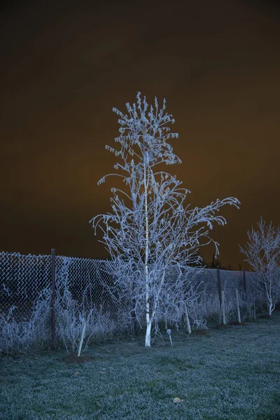 Vinterlandskap Med Snötäckta Träd — Stockfoto