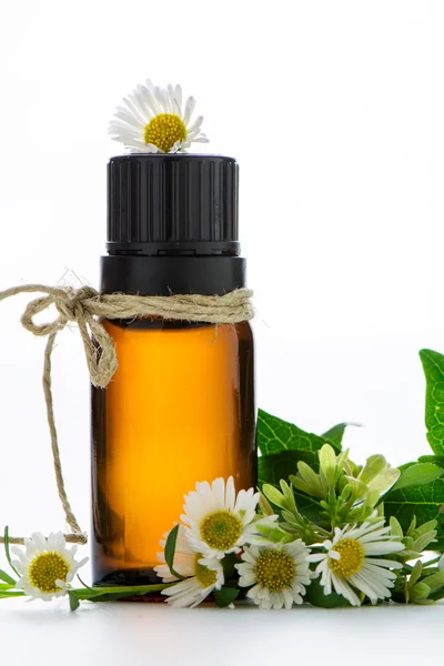 Essential oil, empty tags and camomile flowers — Stock Photo, Image