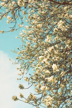 Bahar alanı ormandaki çiçek açan ağaçlar