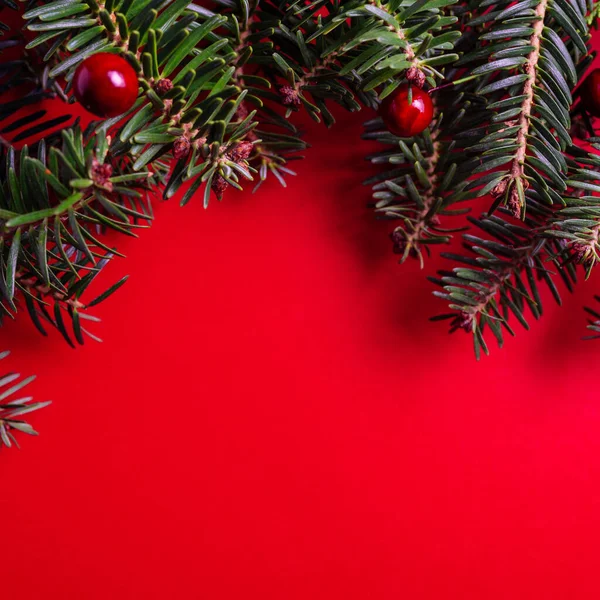 Kreatív Elrendezés Készült Karácsonyfa Ágak Piros Háttér Lapos Fekvés Természet Jogdíjmentes Stock Fotók