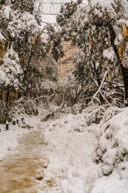 Filomena fırtınası sırasında Madrid 'in orta sokaklarında, kar altında düşen ağaçlar.
