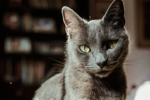 Ładny Szary Kot Zielonymi Oczami Siedzi Salonie Patrząc Aparat — Zdjęcie stockowe