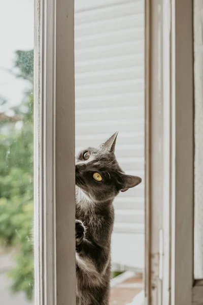 Fin Silvergrå Katt Och Gula Ögon Leker Fönsterbrädan Tittar Kameran — Stockfoto