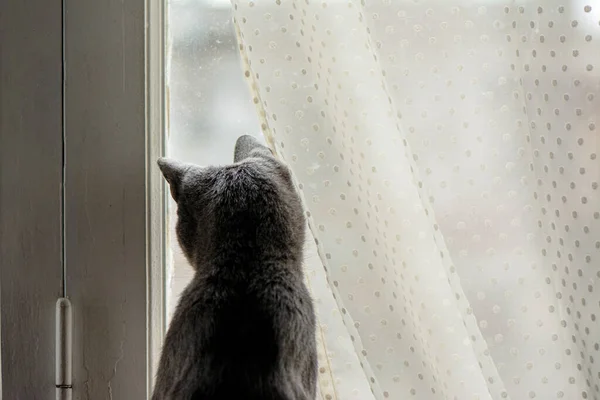 Söt Katt Från Baksidan Tittar Genom Fönstret Med Attityd Väntan — Stockfoto