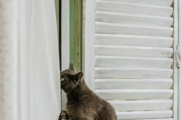 素敵な銀灰色の猫は 家の窓の白いカーテンで遊ぶのが楽しい — ストック写真