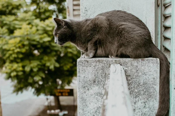 Γκρι Γάτα Στο Περβάζι Του Εξωτερικού Σπιτιού Μεγάλο Υψόμετρο Βλέποντας — Φωτογραφία Αρχείου